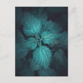 Postal Festiva Fotografía de la naturaleza de Nettle