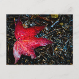 Postal Festiva Fotografía de una hoja de arce roja.