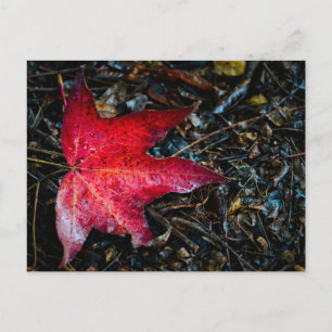 Postal Festiva Fotografía de una hoja de arce roja.