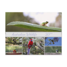 Fotografía de vida salvaje de Australia