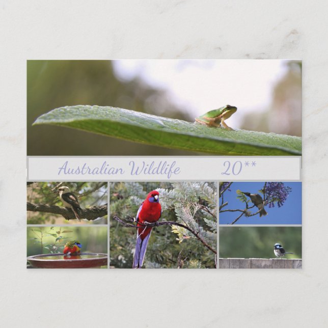 Postal Festiva Fotografía de vida salvaje de Australia (Anverso)