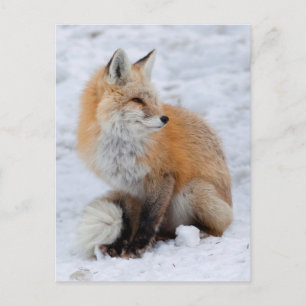 Postal Festiva Fox en cascada de nieve