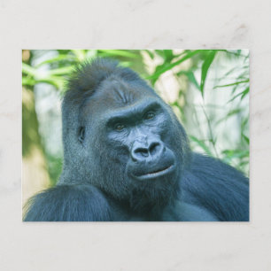 Postal Festiva Fuerza inquebrantable Gorila de Silverback Kito
