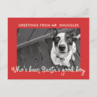 Funny Mascota Dog Holiday | Saludo fotográfico