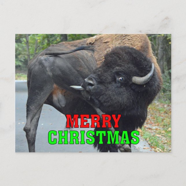 Postal Festiva Funny Merry Christmas Bull Bison Testicles (Anverso)