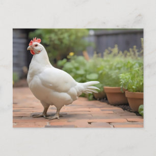 Postal Festiva Gallina de Cornis blanca en el patio