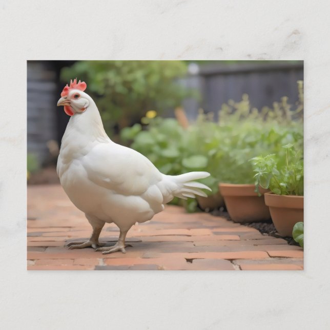 Postal Festiva Gallo de Cornualles blanco en patio (Anverso)