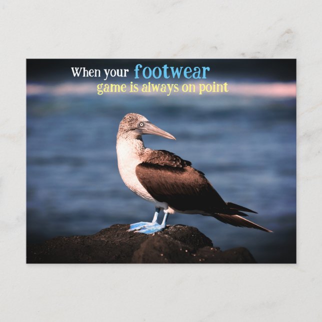 Postal Festiva Gannet de pie azul (Anverso)