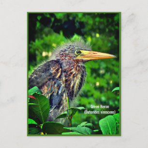 Postal Festiva Garza Verde (Butorides virescens)