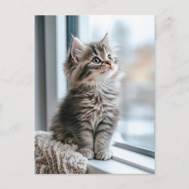 Postal Festiva Gatito cerca de la ventana (Anverso)