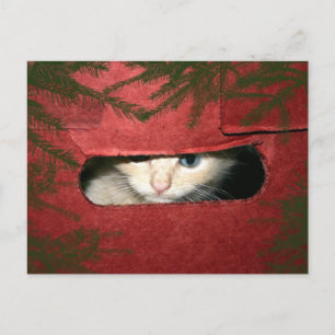 Postal Festiva Gatito en la caja de Navidades