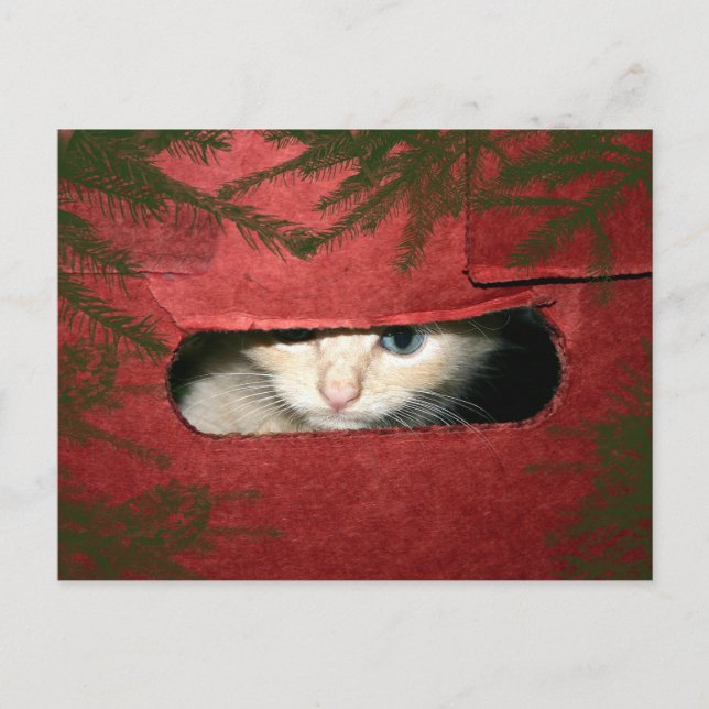 Postal Festiva Gatito en la caja de Navidades (Anverso)