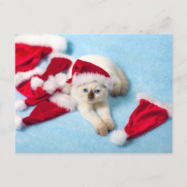 Postal Festiva Gatito siamés: Santa Hats (Anverso)