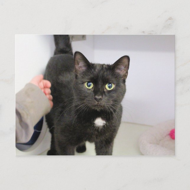 Postal Festiva Gato (Anverso)