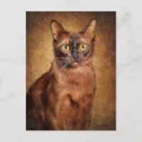 Gato birmano marrón