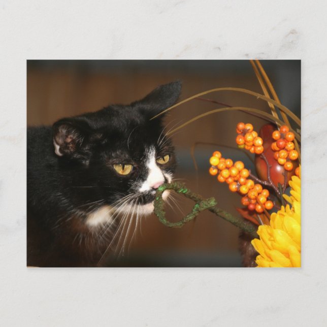 Postal Festiva Gato de Acción de Gracias (Anverso)