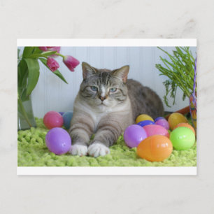 Postal Festiva Gato de Pascua