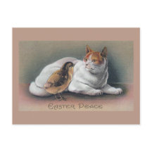 Gato de Pascua y pollo