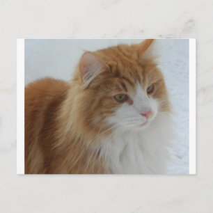 Postal Festiva Gato_del_bosque_noruego