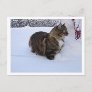 Postal Festiva gato del bosque noruego en la nieve