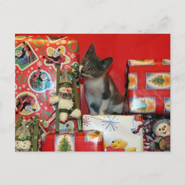 Postal Festiva Gato, gatito, Navidades, rescate, foto (Anverso)