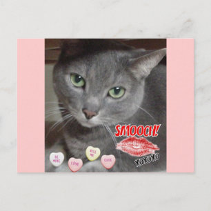 Postal Festiva Gato gris azul ruso el día de San Valentín