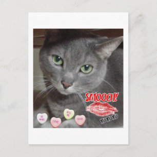 Postal Festiva Gato gris azul ruso el día de San Valentín