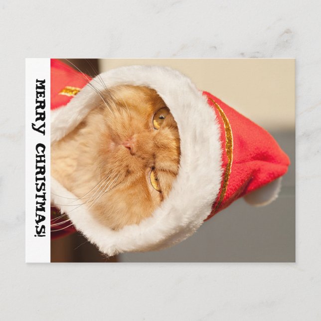Postal Festiva Gato navideño (Anverso)