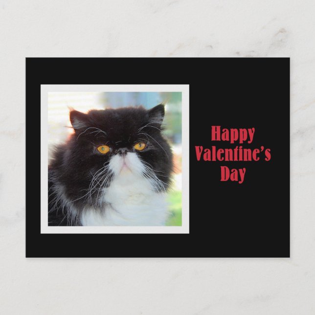 Postal Festiva Gato persa feliz día de San Valentín (Anverso)