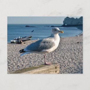 Postal Festiva Gaviota de arenque encaramada sobre una valla de m