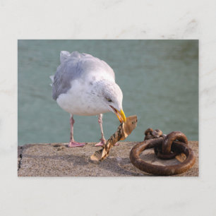 Postal Festiva Gaviota de arenque sosteniendo un papel en su pico