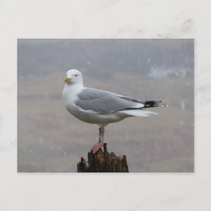 Postal Festiva Gaviota en el Poste Nevando Invierno Británico Gav