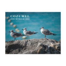 Gaviotas de Cozumel México en Roca
