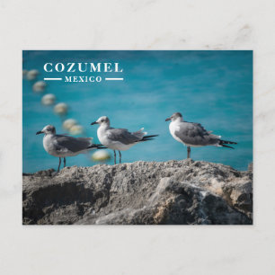 Postal Festiva Gaviotas de Cozumel México en Roca