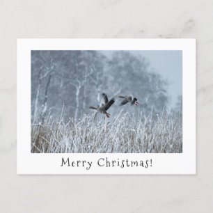 Postal Festiva Gesos de Greylag en nevada carta de navidades pais