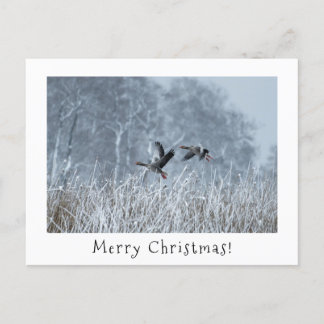 Postal Festiva Gesos de Greylag en nevada carta de navidades pais