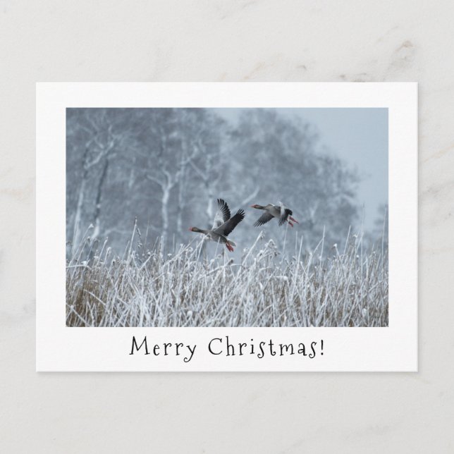 Postal Festiva Gesos de Greylag en nevada carta de navidades pais (Anverso)