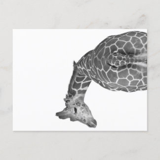 Postal Festiva Giraffe tail black white