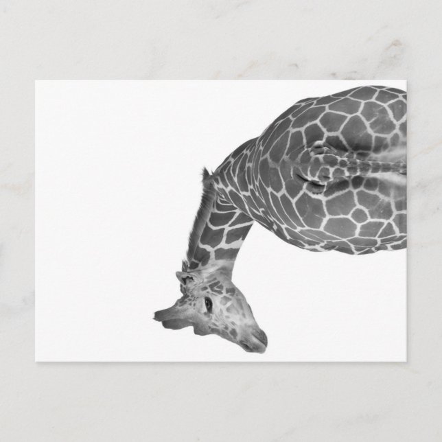 Postal Festiva Giraffe tail black white (Anverso)