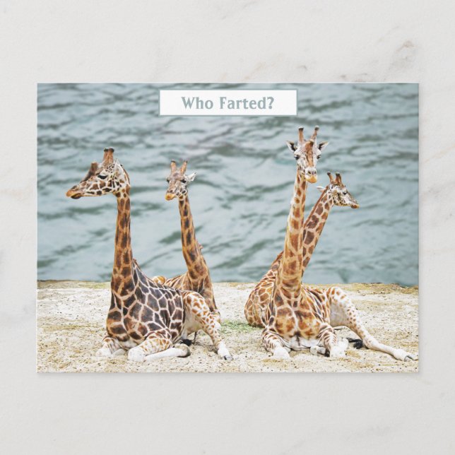 Postal Festiva Giraffe Water Fun Photo - Cuatro sesiones de jiraf (Anverso)