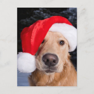 Postal Festiva Golden Retriever in Santa Hat