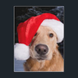 Postal Festiva Golden Retriever in Santa Hat<br><div class="desc">Golden Retriever Dogs Outside Wearing Santa Hats In Snow Homer Alaska Kenai Peninsula Winter | Design Pics / superstock.com | US02 DPI2131</div>
