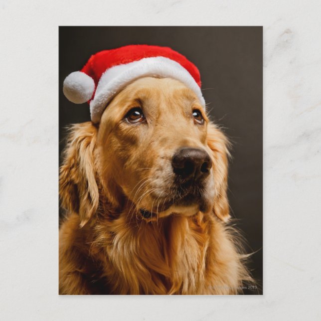 Postal Festiva Golden Retriever posando para sus Navidades (Anverso)