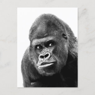 Postal Festiva Gorilla blanca negra