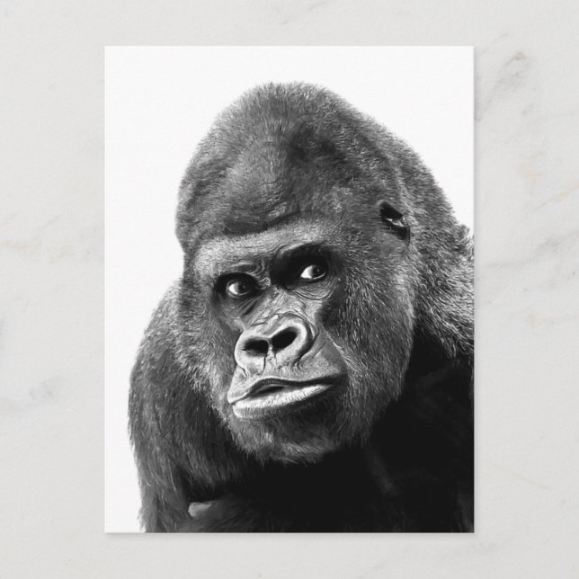 Postal Festiva Gorilla blanca negra (Anverso)