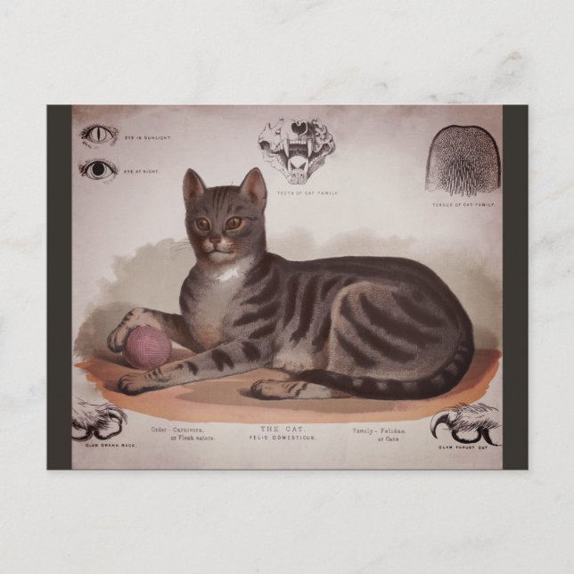 Postal Festiva Gráfico antiguo de gatos (Anverso)