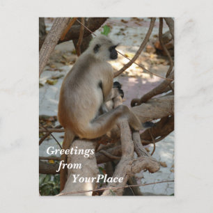 Postal Festiva Gray Langur - descanse