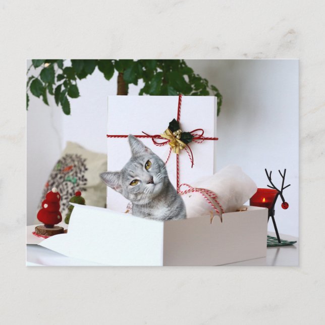 Postal Festiva Gray Tabby Cat Navidades (Anverso)