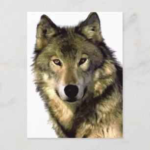 Postal Festiva Gray Wolf