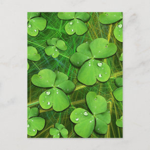 Postal Festiva Green Shamrock St Patrick's iPhone 5 Funda-Mate